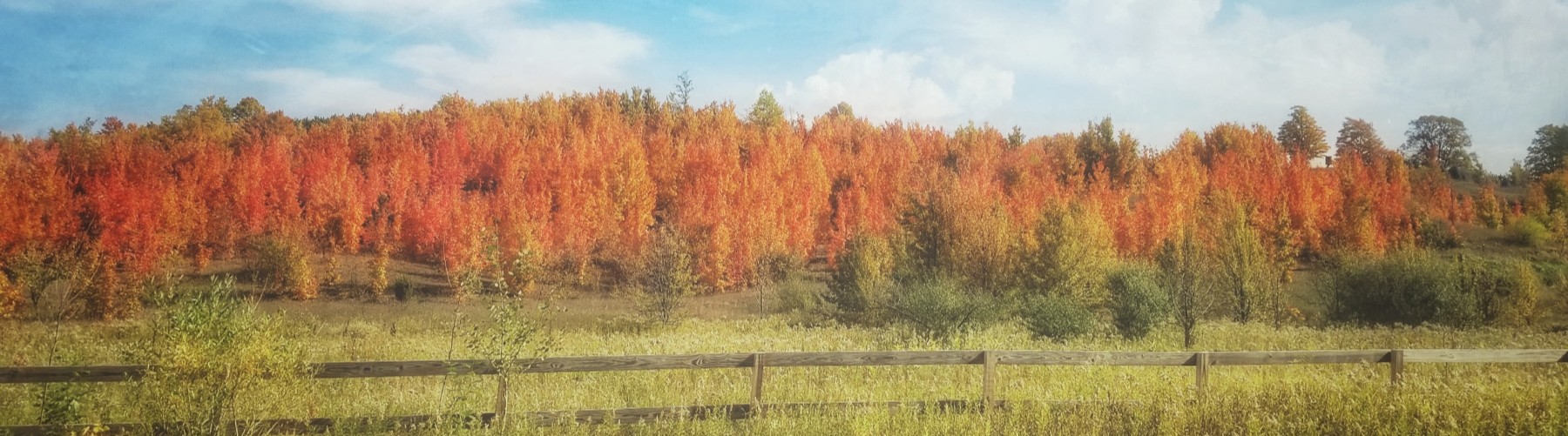 A colorful autumn landscape with a wooden fence in the foreground and a hill covered in trees with vibrant orange and yellow leaves under a blue sky with white clouds.