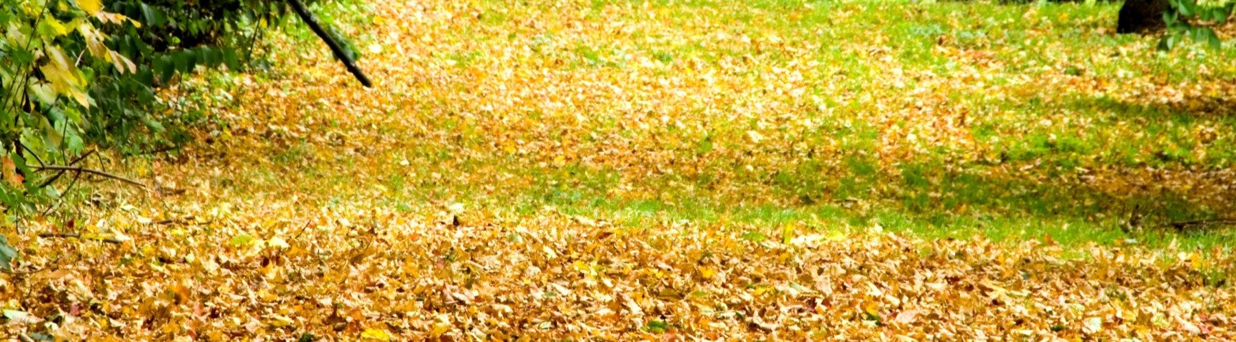 A grassy area covered with fallen yellow leaves.