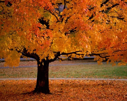Autumn in Traverse City